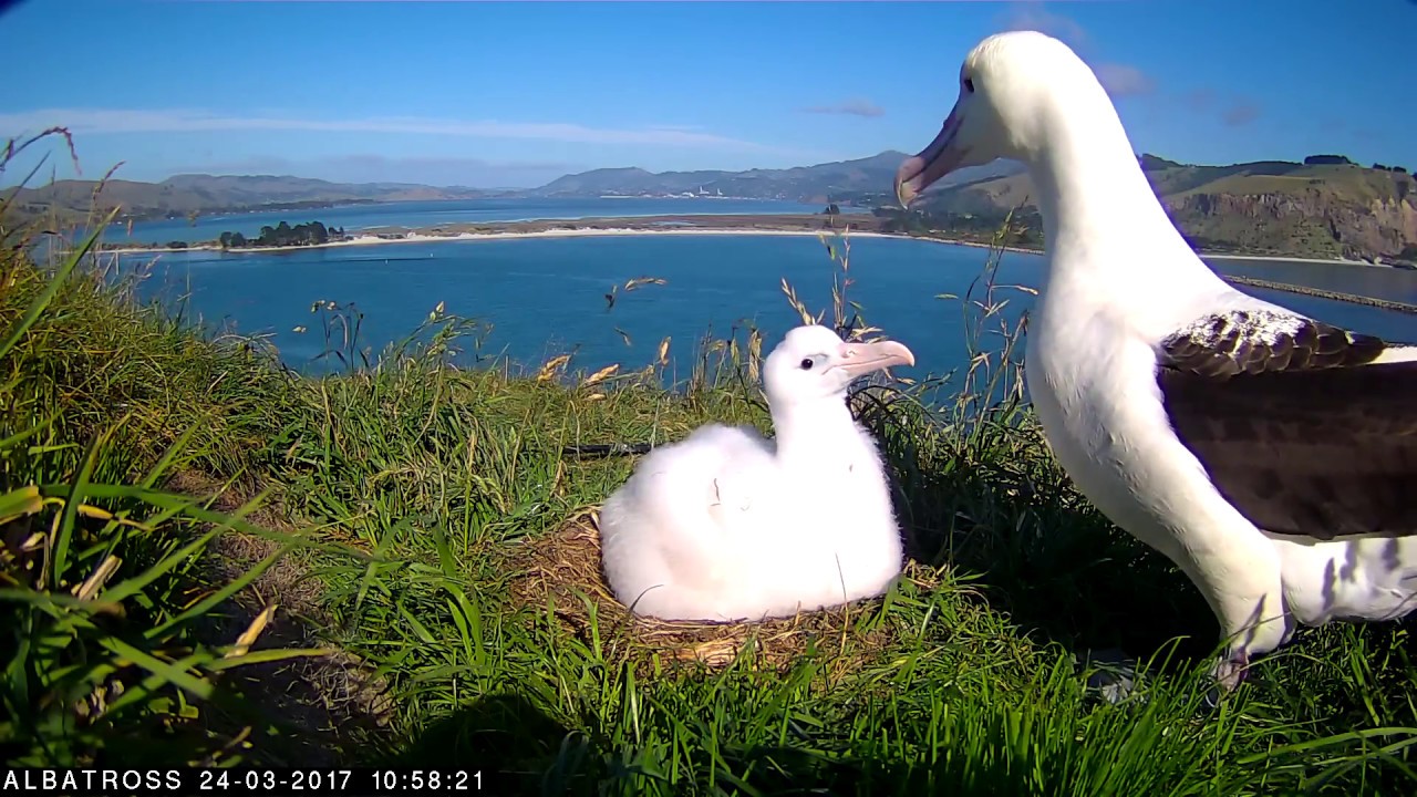 #Royalcam 2017 highlights: Father-chick bonding and feeding