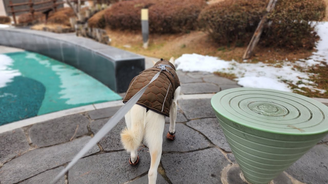 두부(진도개)의 492일차 아침산책 
