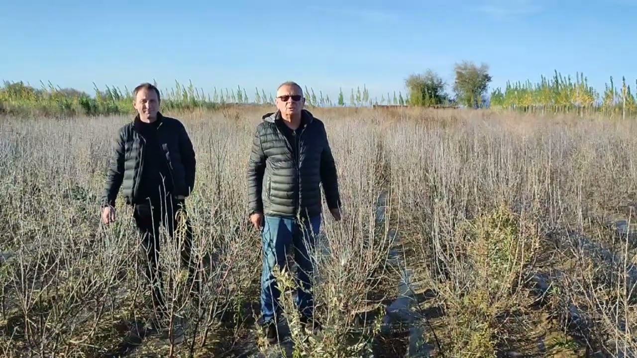 Только такая посадка облепихи высокоприбыльна