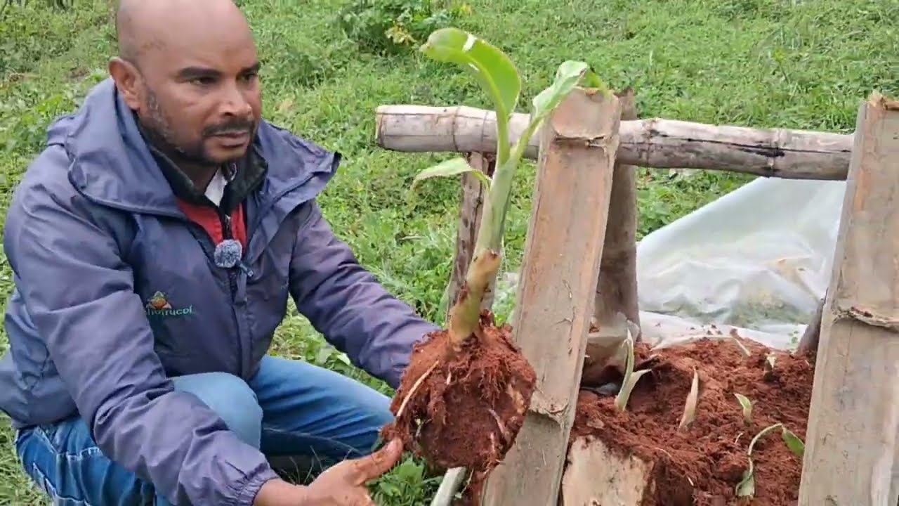 Obteniendo platano variegado del tunel de propagacion con IA , Si hecho con Inteligencia Artesanal