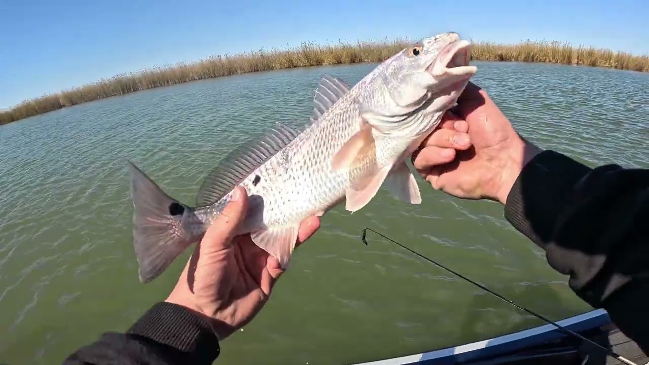Fishing for largemouth in Venice, Louisiana!!