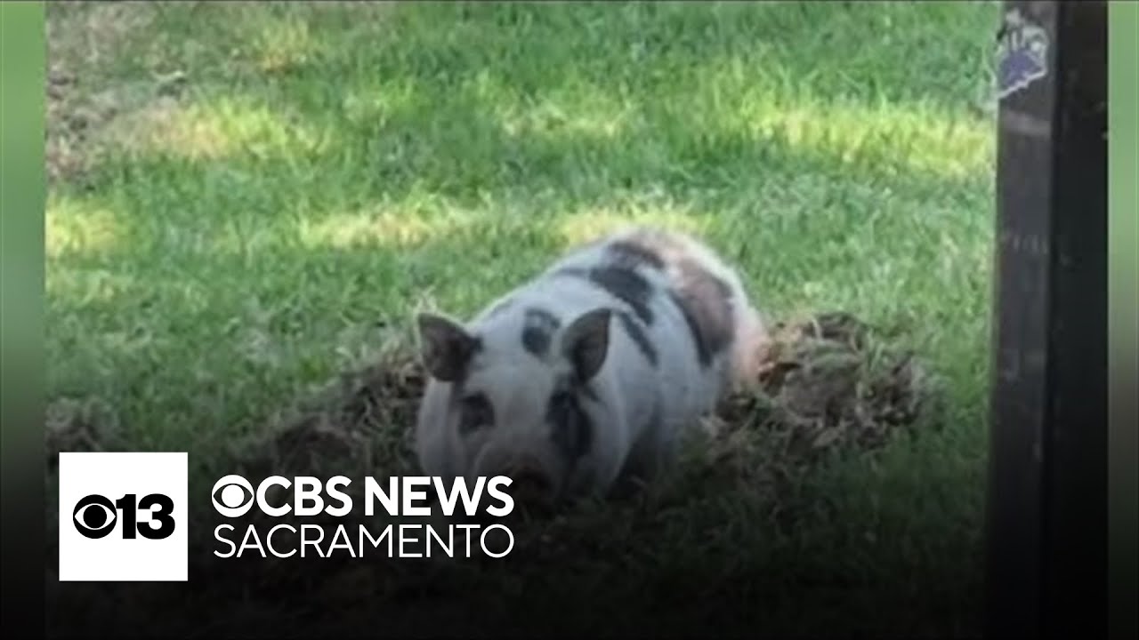 What Stockton officials are doing after receiving complaints of roaming pig