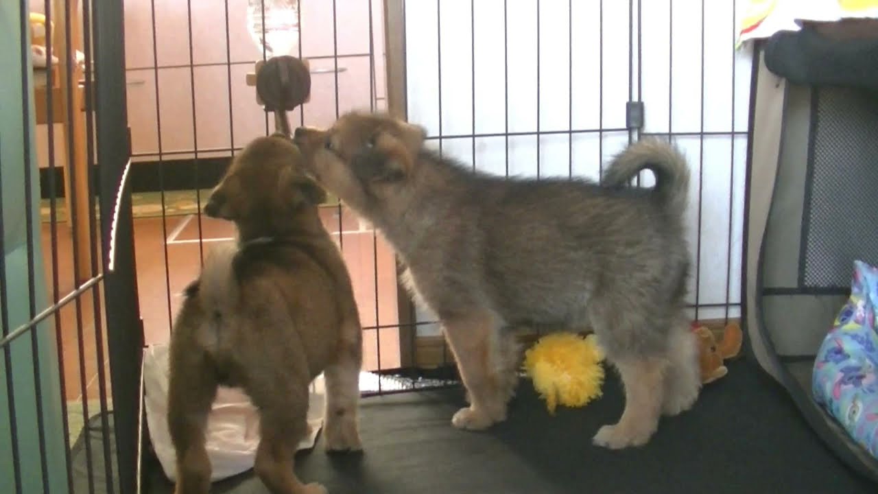 保護子犬「ライト＆リンク」飼い主さん募集中です☘