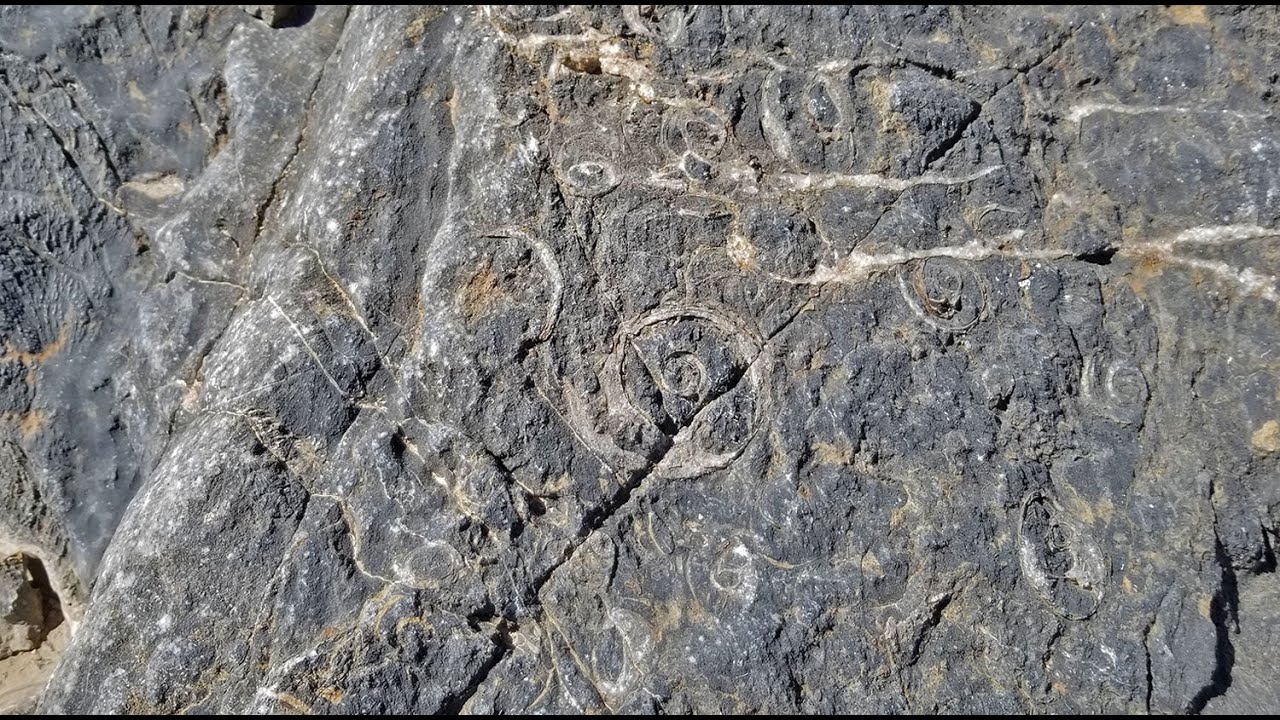 Fossil Ridge End to End Sheep Range, Desert National Wildlife Refuge, Nevada
