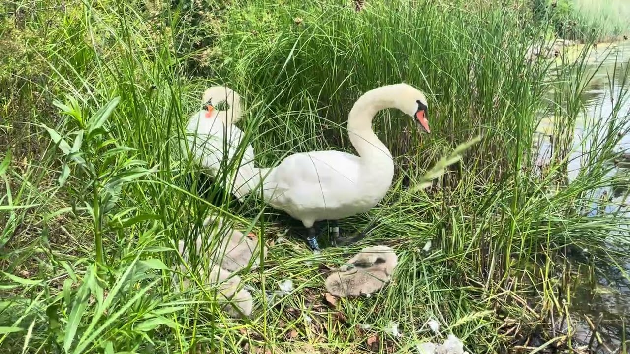 Christianshavn, Copenhagen, Denmark. #swan #swans 
