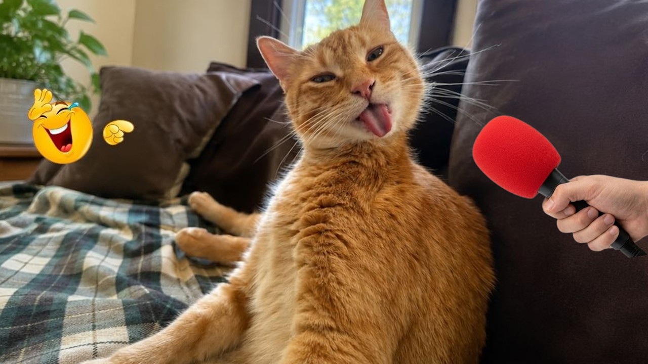 Try Not To Laugh 😹 Funniest Cats Caught on Camera