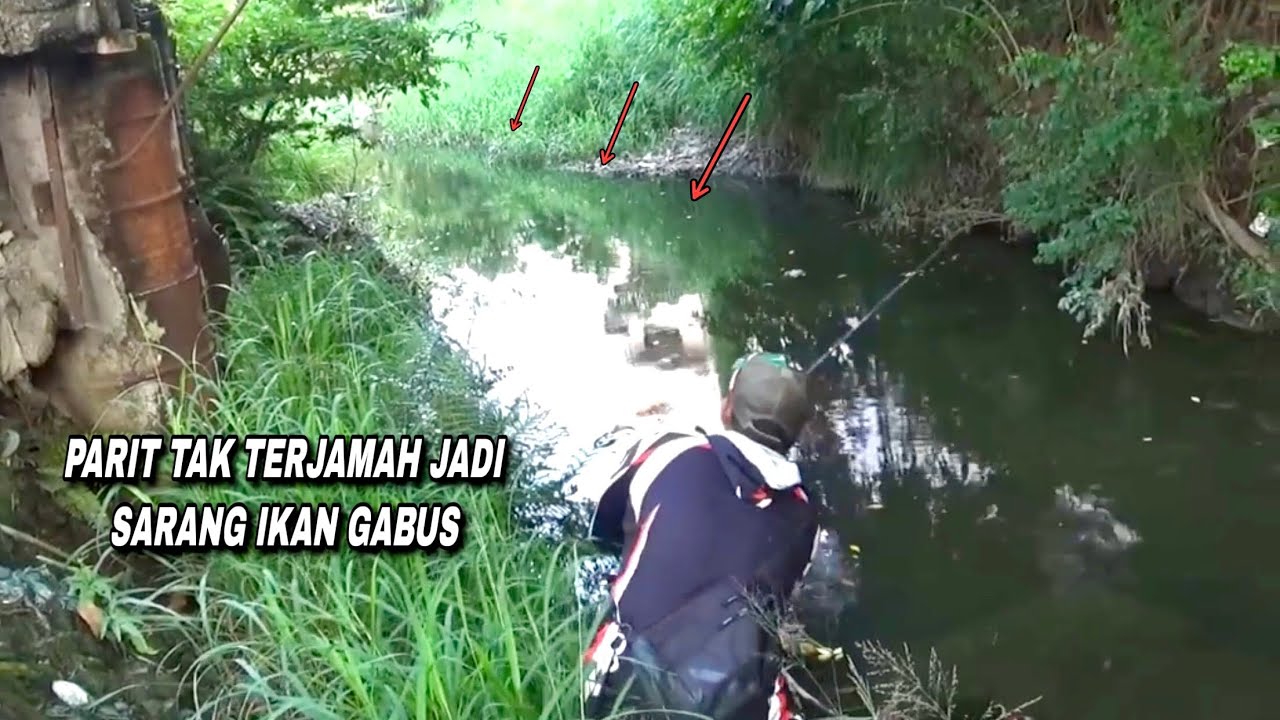 Buset..! Parit apa kolam ini ikan gabus banyak bener