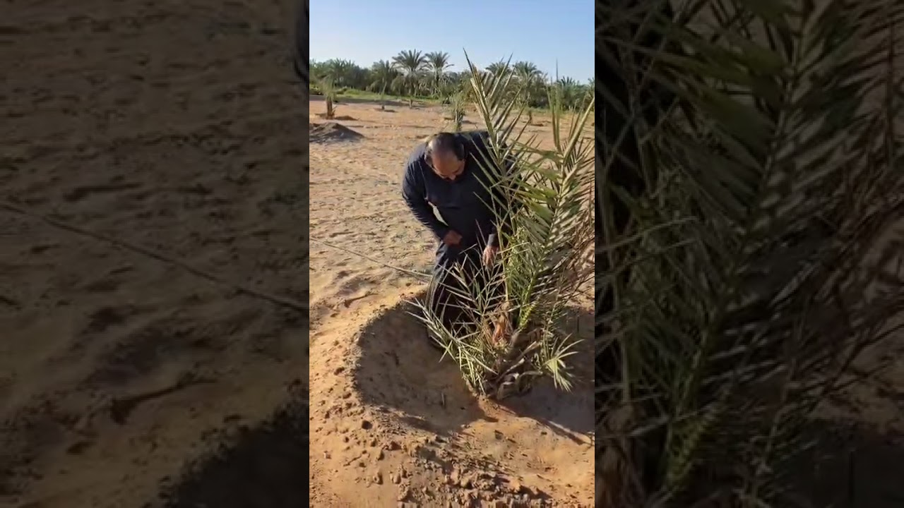 مواسم زراعيه النخيل في الوادي الجديد للاستفسار 01007278242