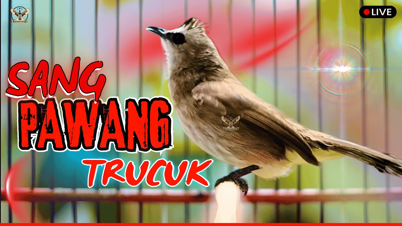 🔴TERAPI ROPEL MUSIM HUJAN🔴TRUCUKAN PIKAT GACOR ROPEL PANJANG! PANCINGAN MASTERAN TRUCUK NYAUT GACOR