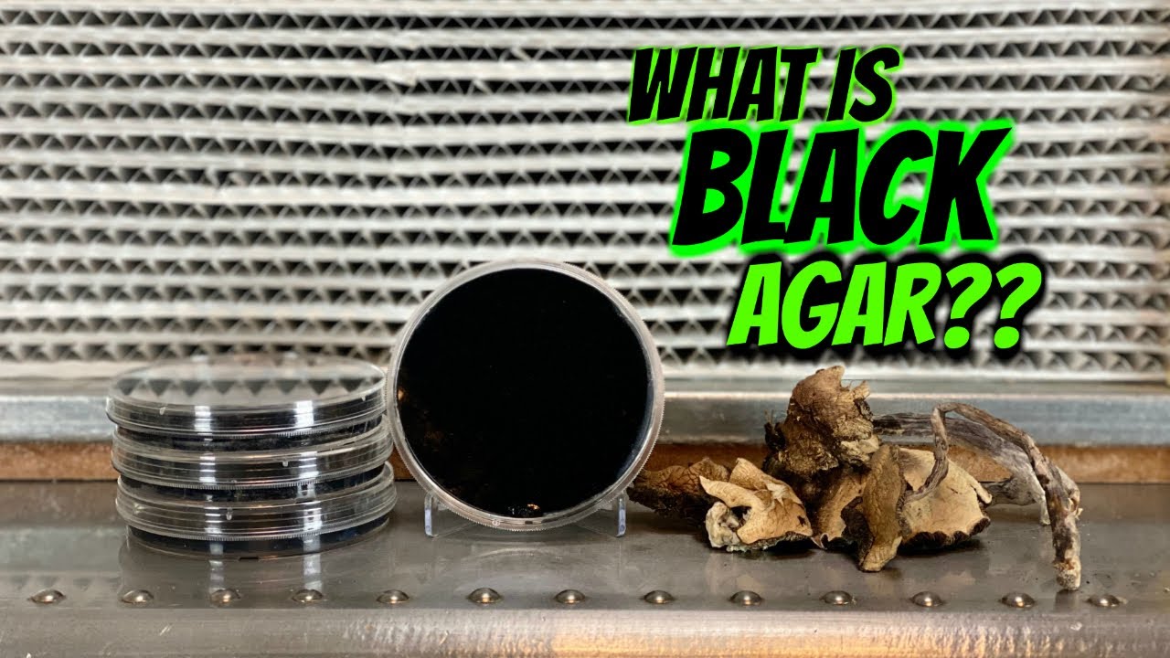 Agar tek and trick that can speed up growth!