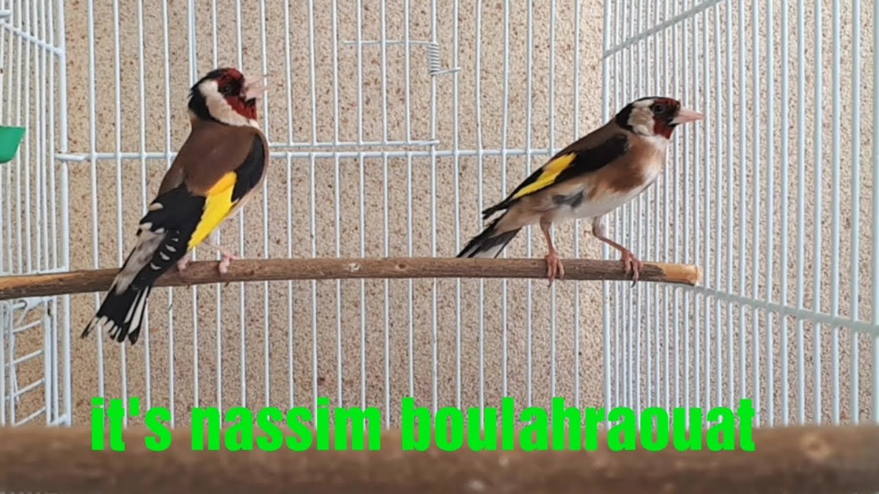 أقوى ذكر حسون يواجه أصعب أنثى عنيدة هذه آخر لحظة اشوفها