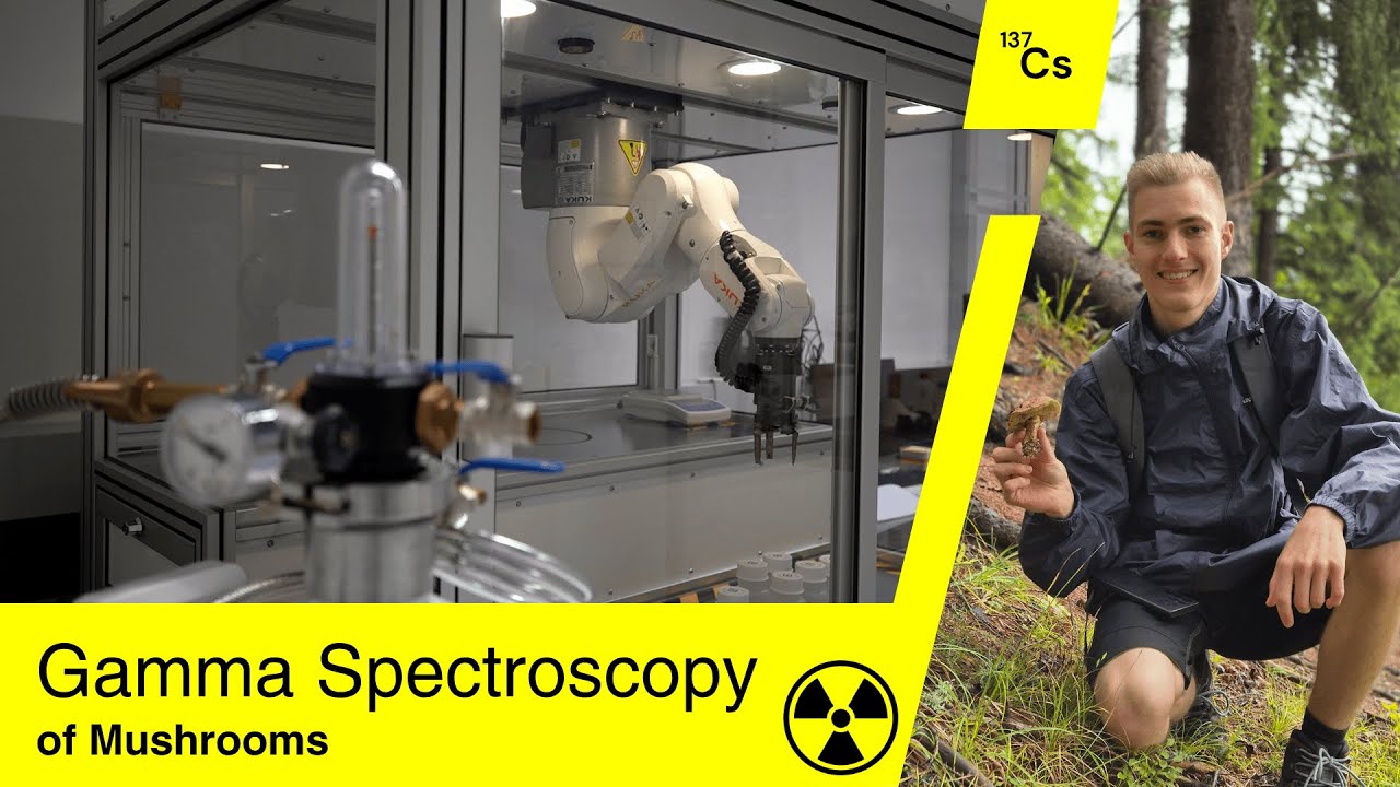 Testing Mushrooms for Radiation! #gammaspectroscopy #chernobyl #science