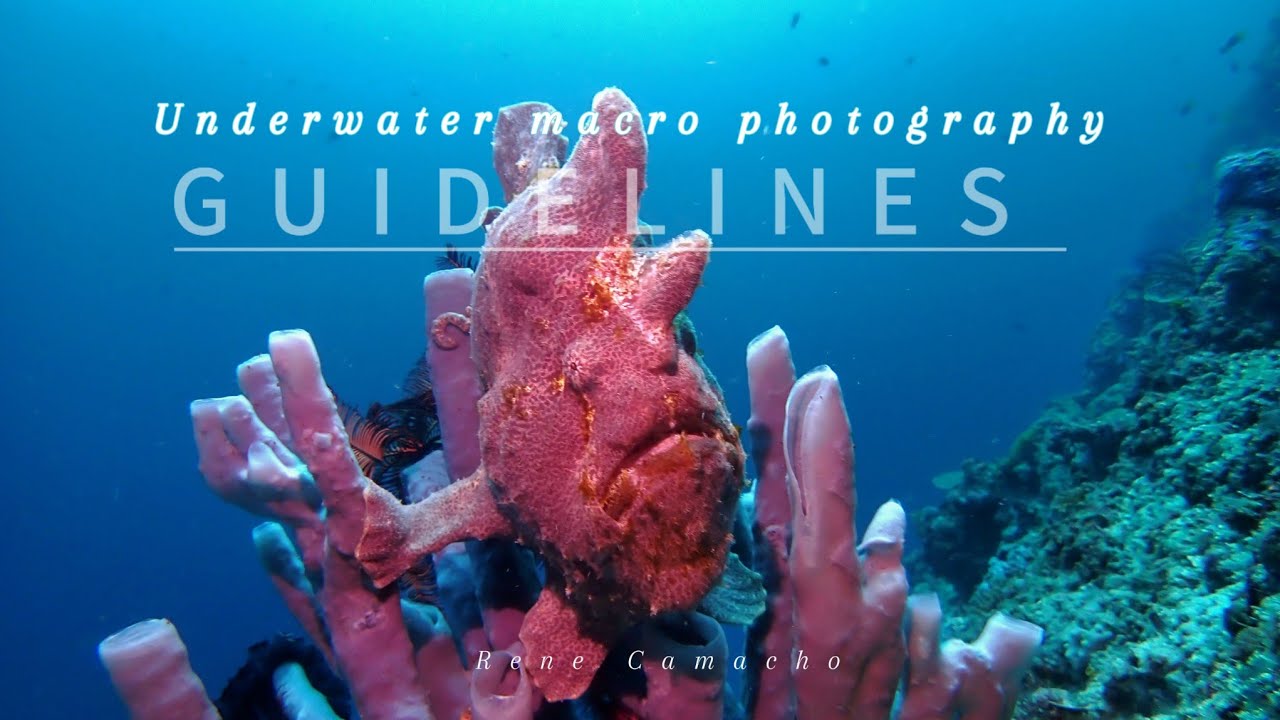 Underwater macro photography guidelines
