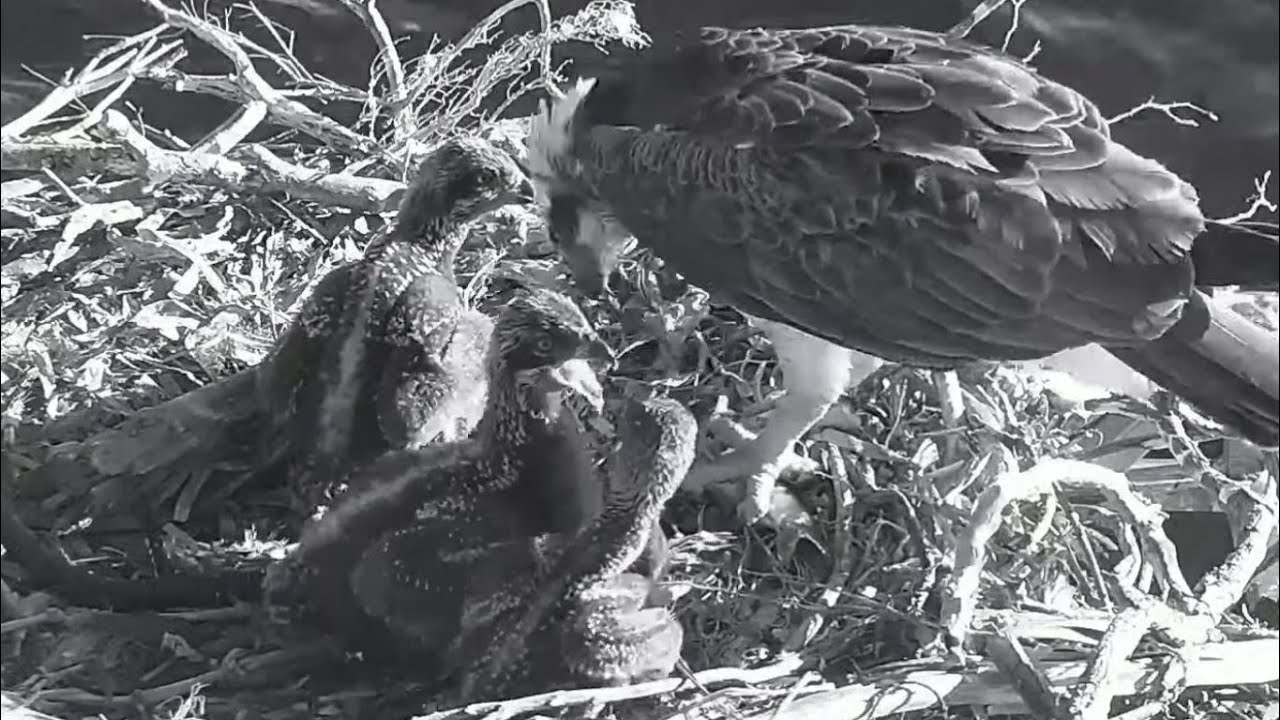 Port_Lincoln Osprey | Big bob again aggressive on siblings during feeding | Oct 10, 2022