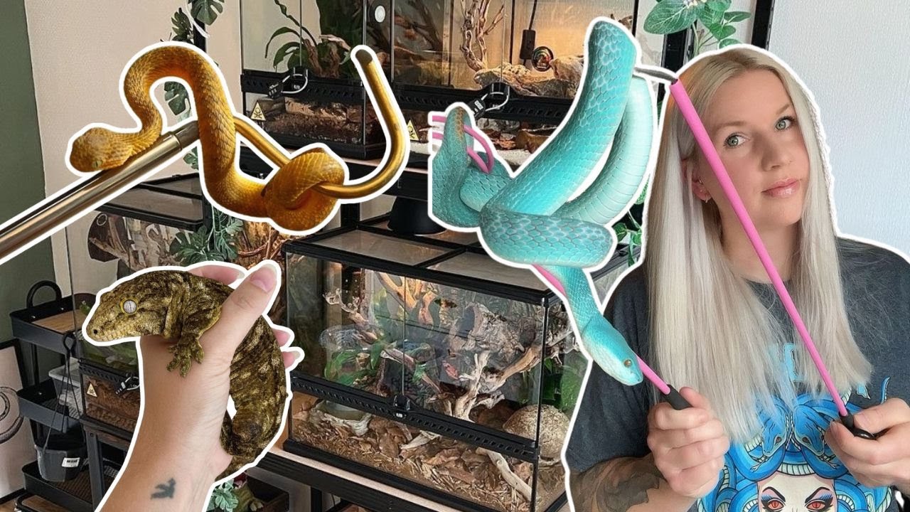 Kleurrijke Slangen en Prachtige Terrariums | Op Bezoek bij Roxy's Reptile Room!