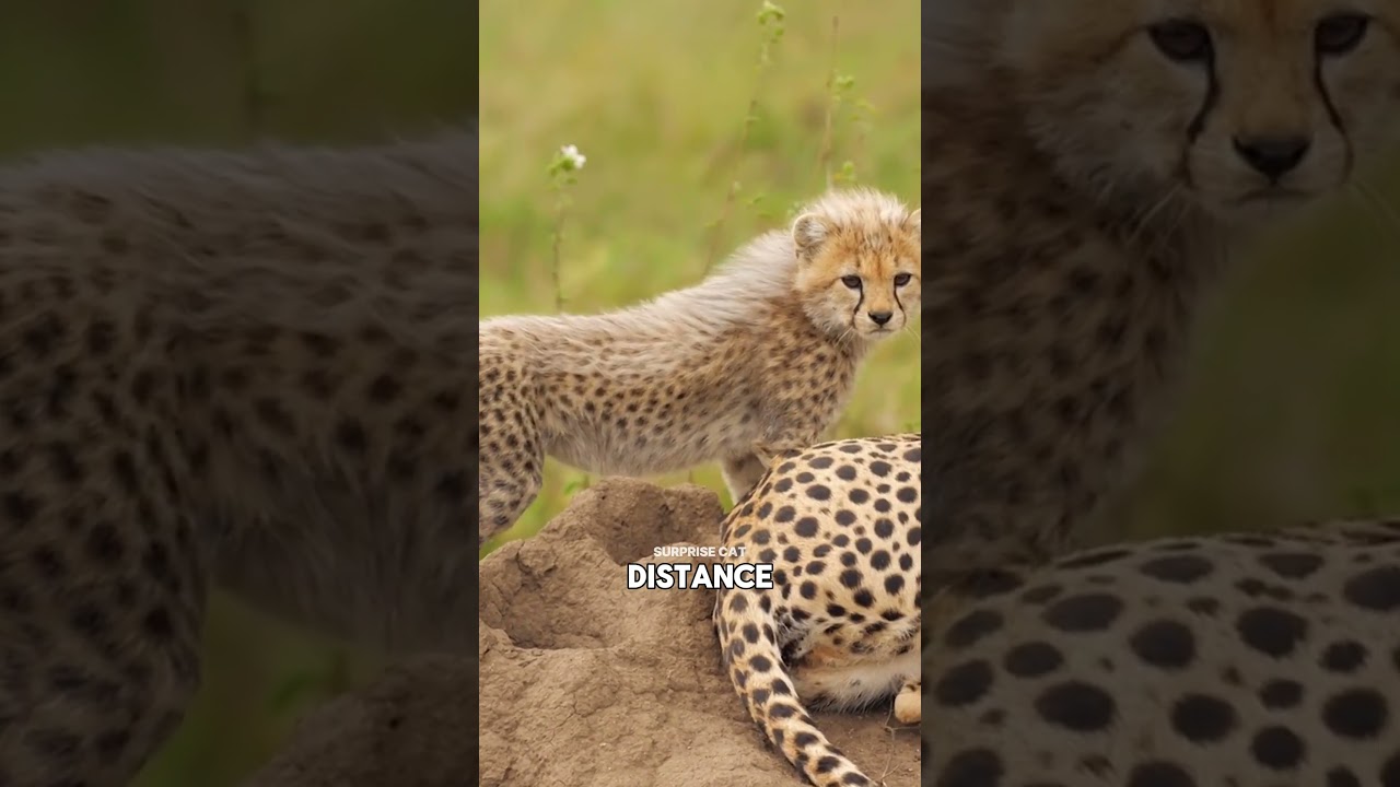 Почему львы боятся детенышей гепарда? 🐆😱🦁