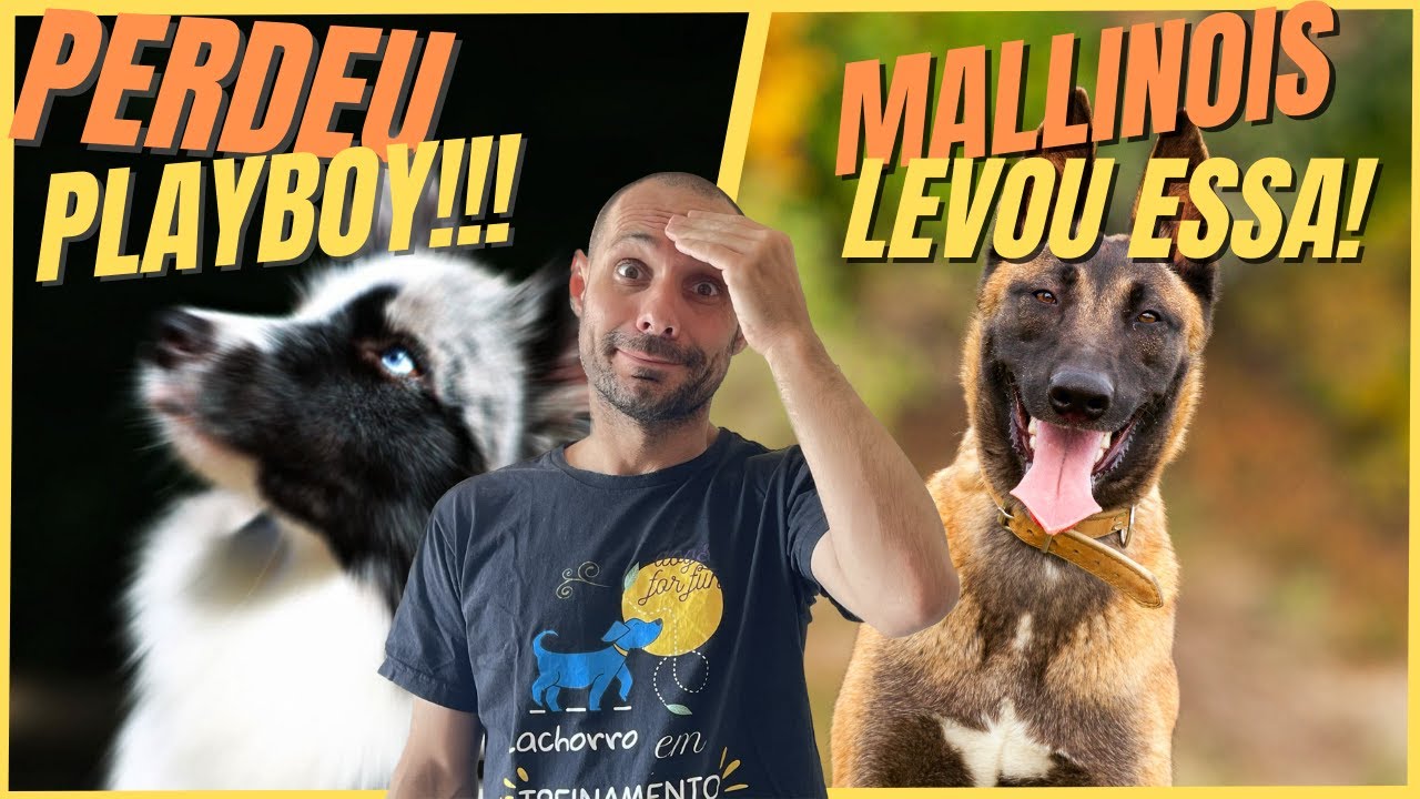 DEU RUIM! BORDER COLLIE NÃO É MAIS O CACHORRO MAIS INTELIGENTE DO MUNDO 🤣🤣🤣 PASTOR MALINOIS LEVOU! 🏆