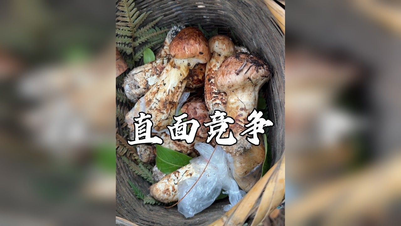 在对手面前，拿下半斤大松茸是什么体验