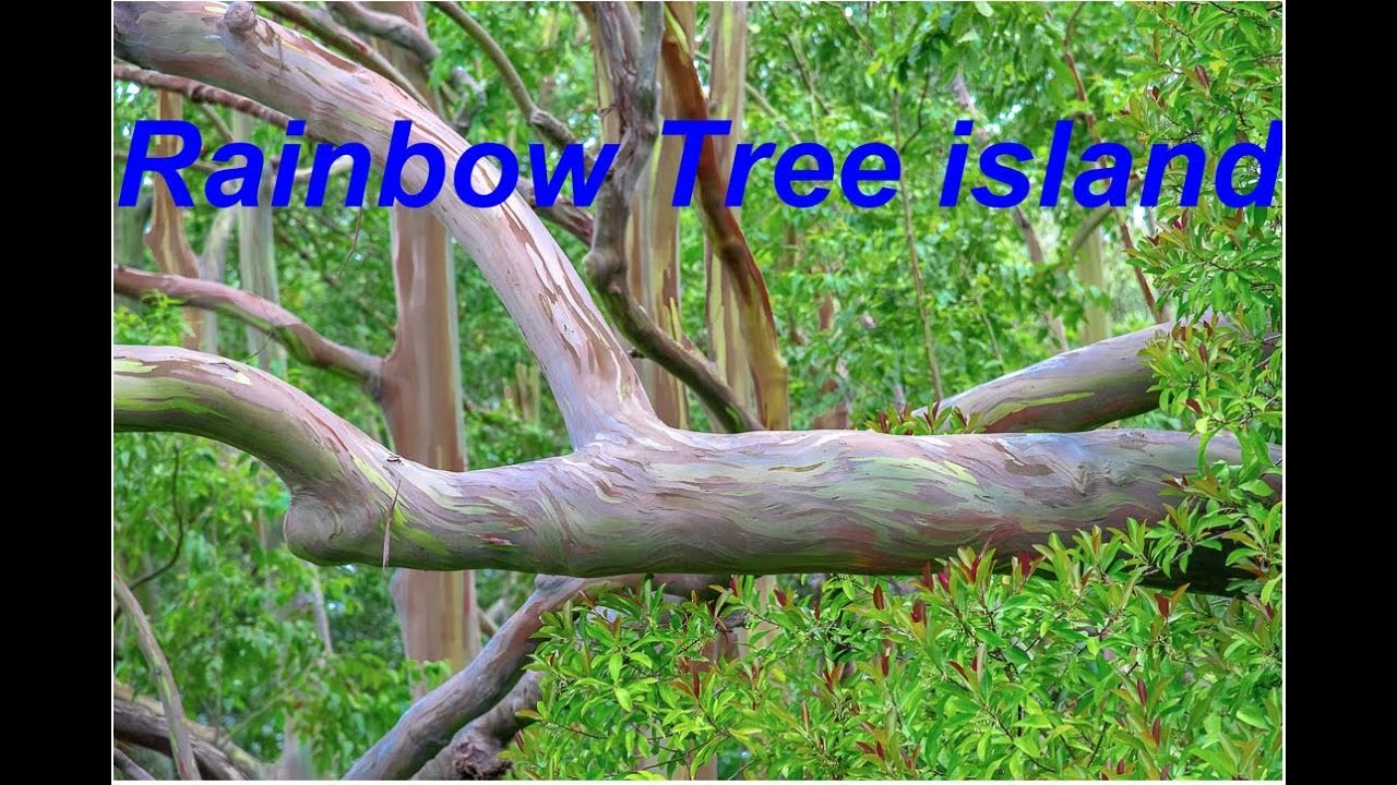 Maui, Hawaii - Island of Rainbow Tree