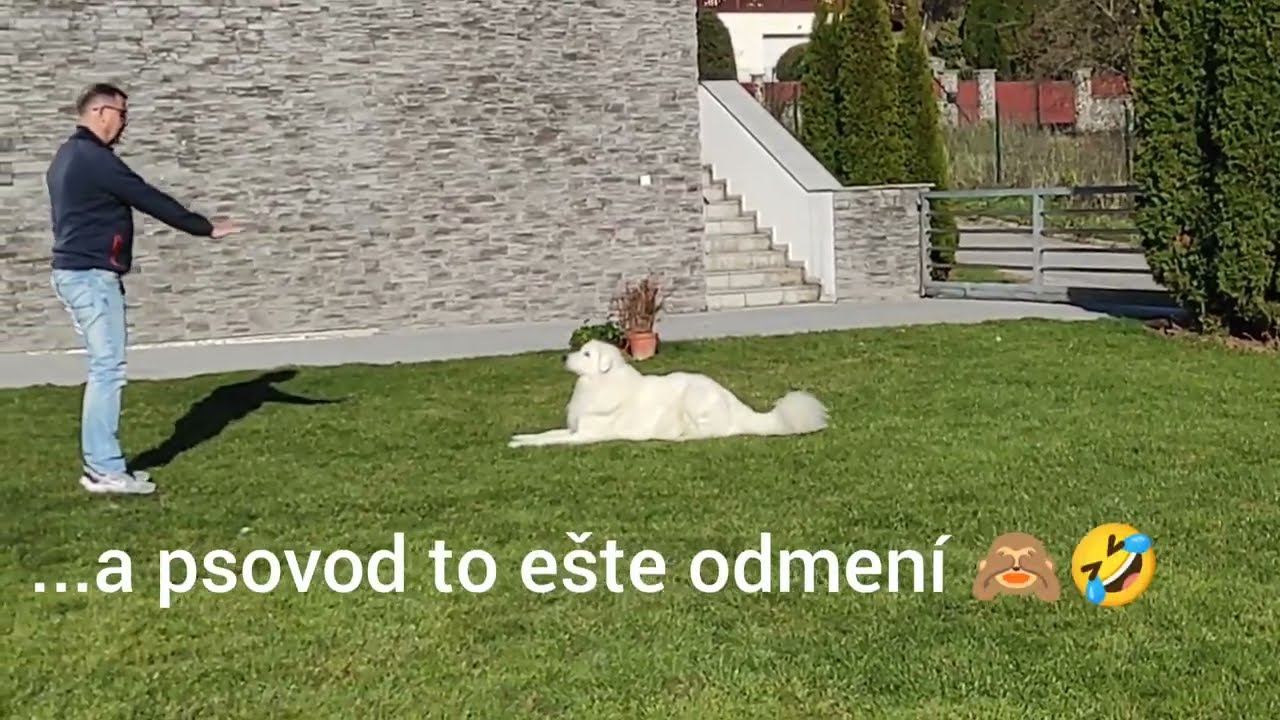 Slovenský čuvač - možnosti výcviku