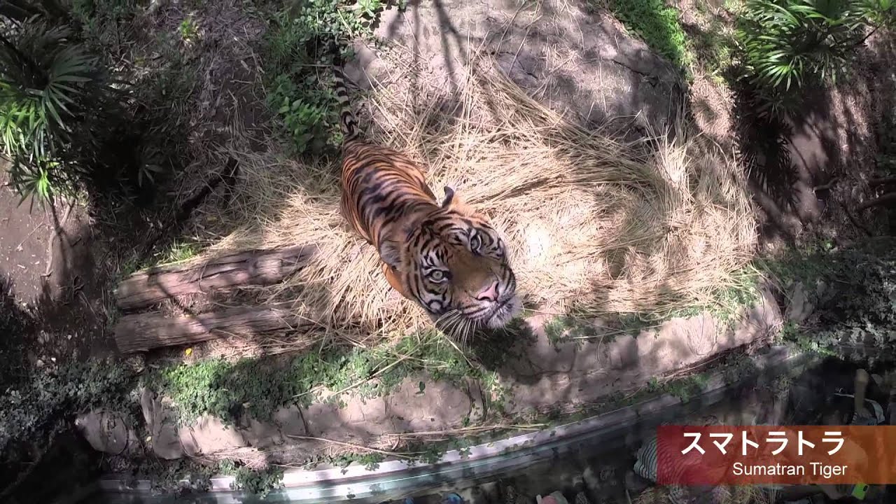 【ズーラシア公式】よこはまのどうぶつえんのプロモーション映像