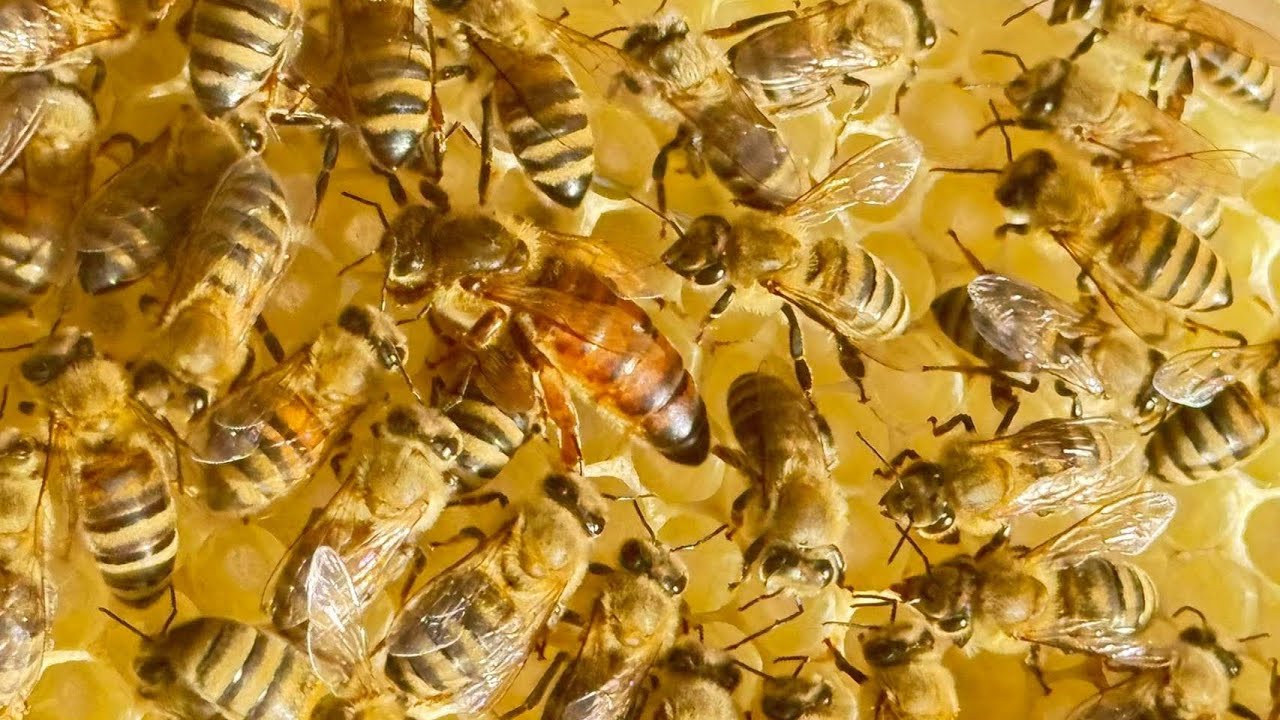 متي يتم تنزيل شمع الأساس لخلية النحل معلومات مهمة قبل تنزيل شمع الأساس 