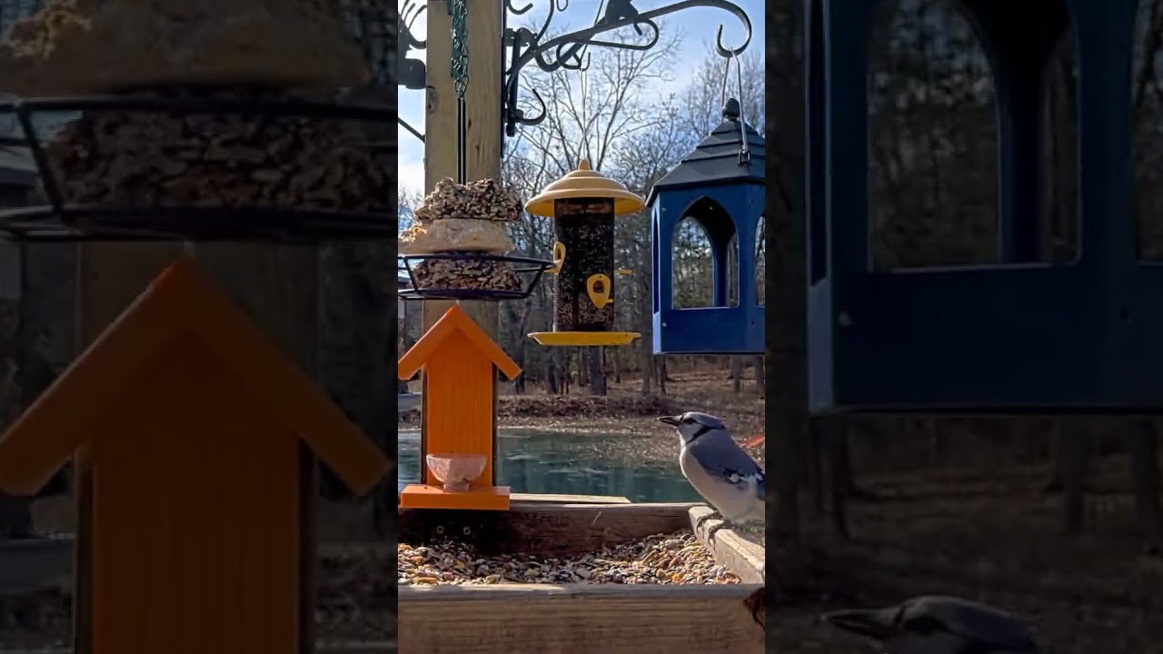 Blue Jay vs Red-Bellied Woodpecker — Feeder Showdown! 
