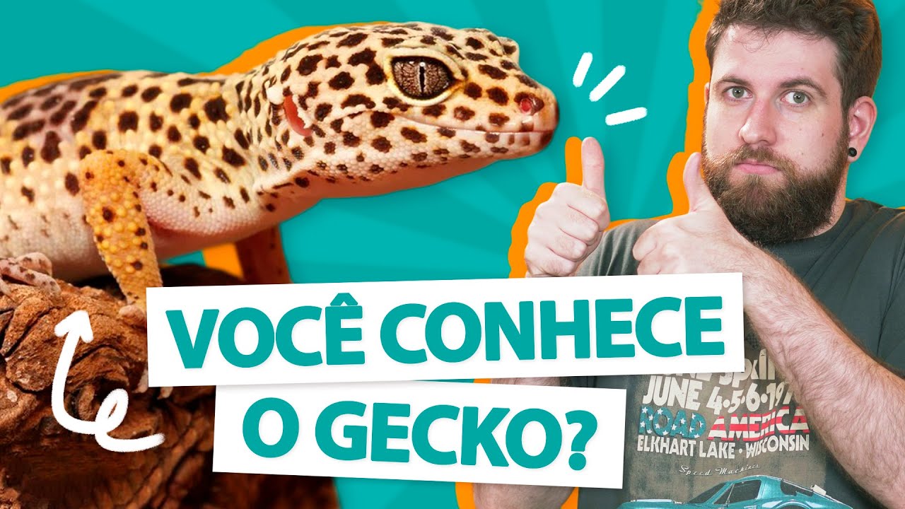 GECKO (LAGARTIXA LEOPARDO) - Ter ou não ter? 🦎