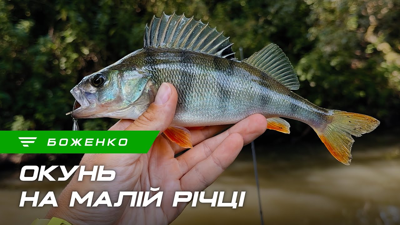 Риболовля на малій річці: ловля окуня на ультралайт