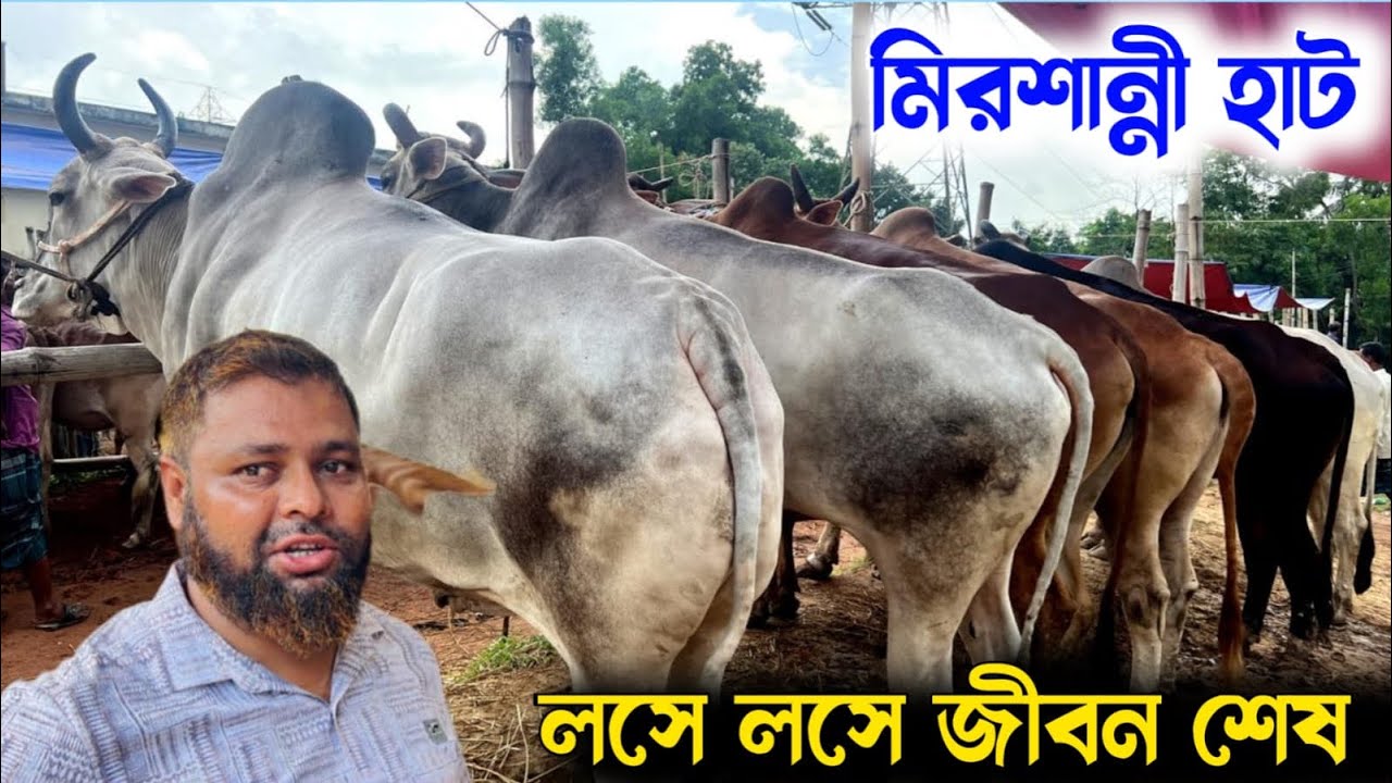 লসে লসে জীবন শেষ মাহাবুব ব্যাপারী।  কুমিল্লা মিরশান্নী বাজার থেকে বলদ গরুর দা*ম জানুন | 