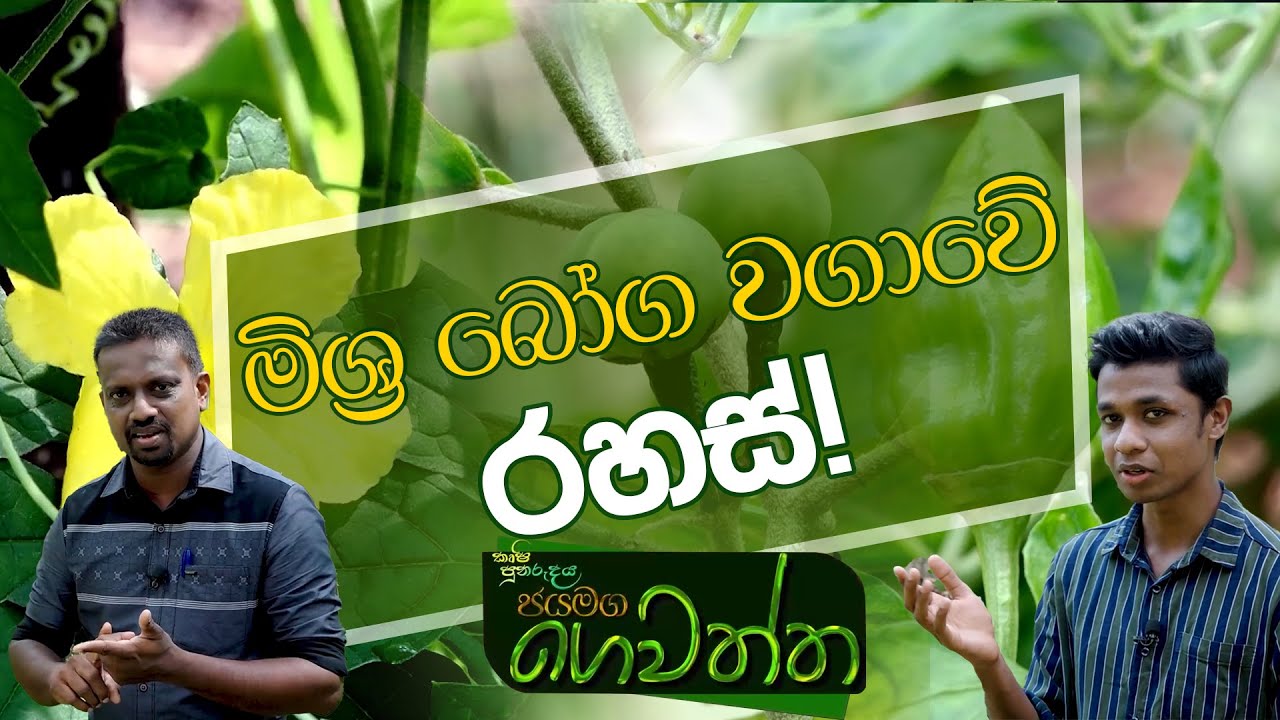 මිශ්‍ර බෝග වගාවේ රහස් | Jayamaga Gewaththa | 2023-04-01