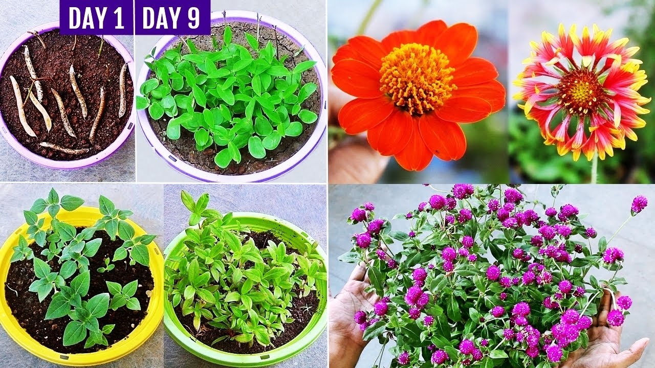 How to Grow Summer Flower Seeds FAST & What to GROW NOW