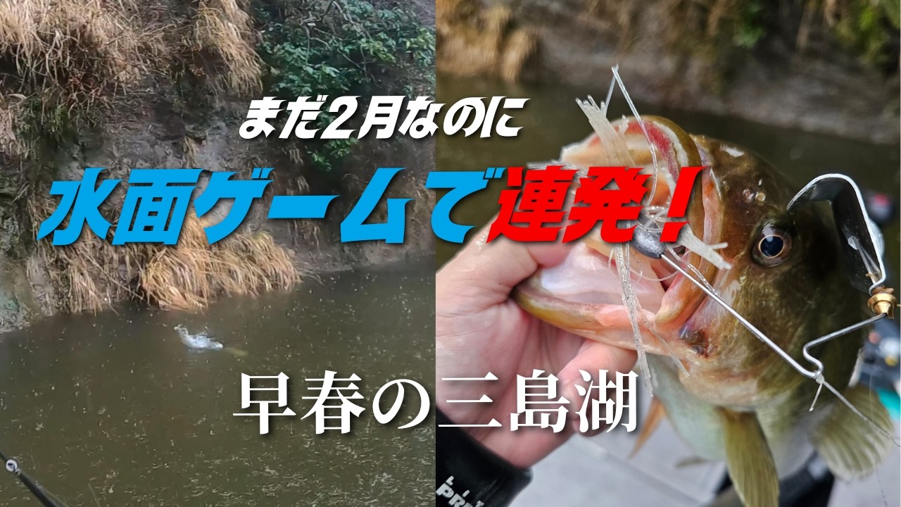 2月なのに水面爆発？水温11℃のアカガエルパターン｜三島湖