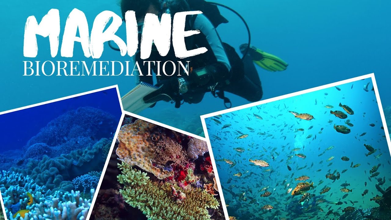MARINE BIOREMEDIATION