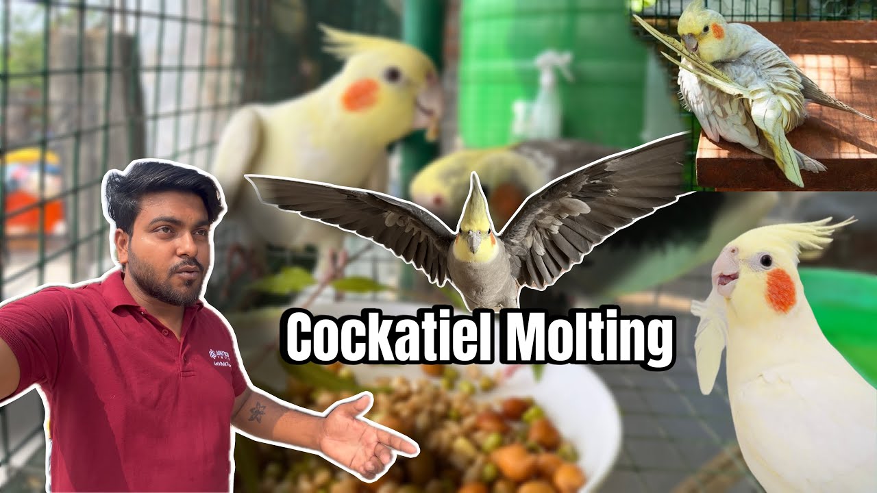 Why is My Cockatiel Losing Feathers? All About Cockatiel birds Molting |