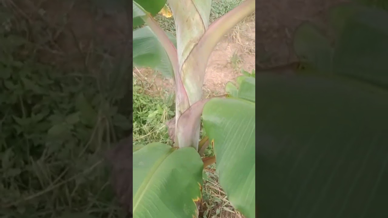 #banana #farming #vazhakrishi #tips #modern #bananafarming #farmingknowledge #kerala #agriculture