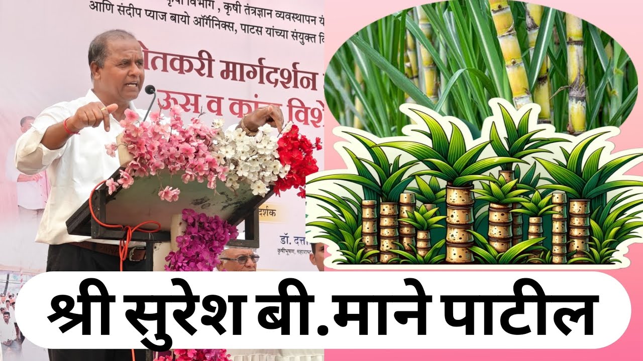 ऊस मोठी बांधणी आणि खत व्यवस्थापन श्री सुरेश बी.माने पाटील (ऊस शास्त्रज्ञ वसंतदादा शुगरइन्स्टि.पुणे) 