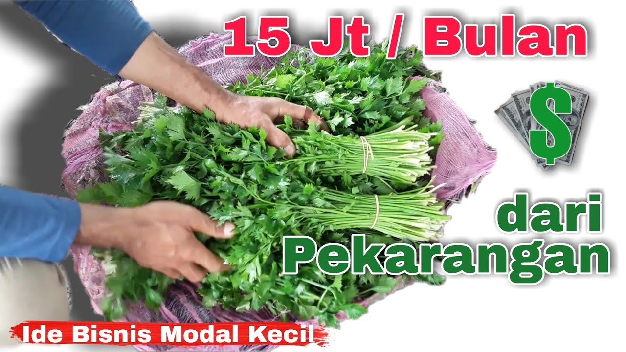 Panduan Lengkap Cara Menanam Seledri | Cara Panen Seledri yang Tepat
