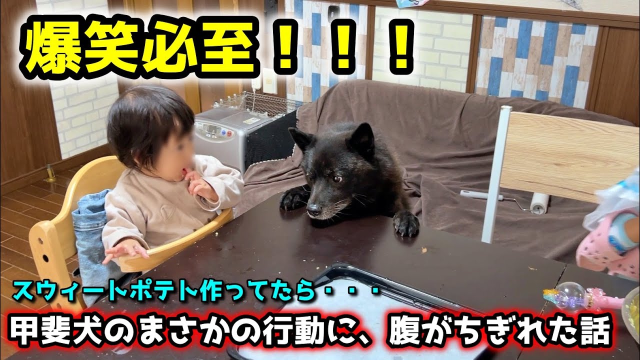 【爆笑】甲斐犬と子供達とスウィートポテト作ってたら、かわいすぎる行動にw