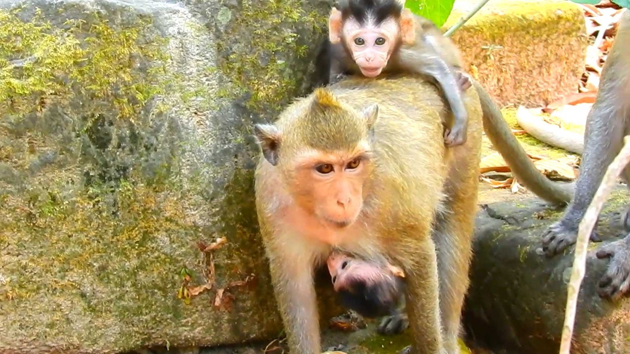 Sweet and Cute Tiny monkey, Tiny Monkey Can’t Wait to Ride with Amaya