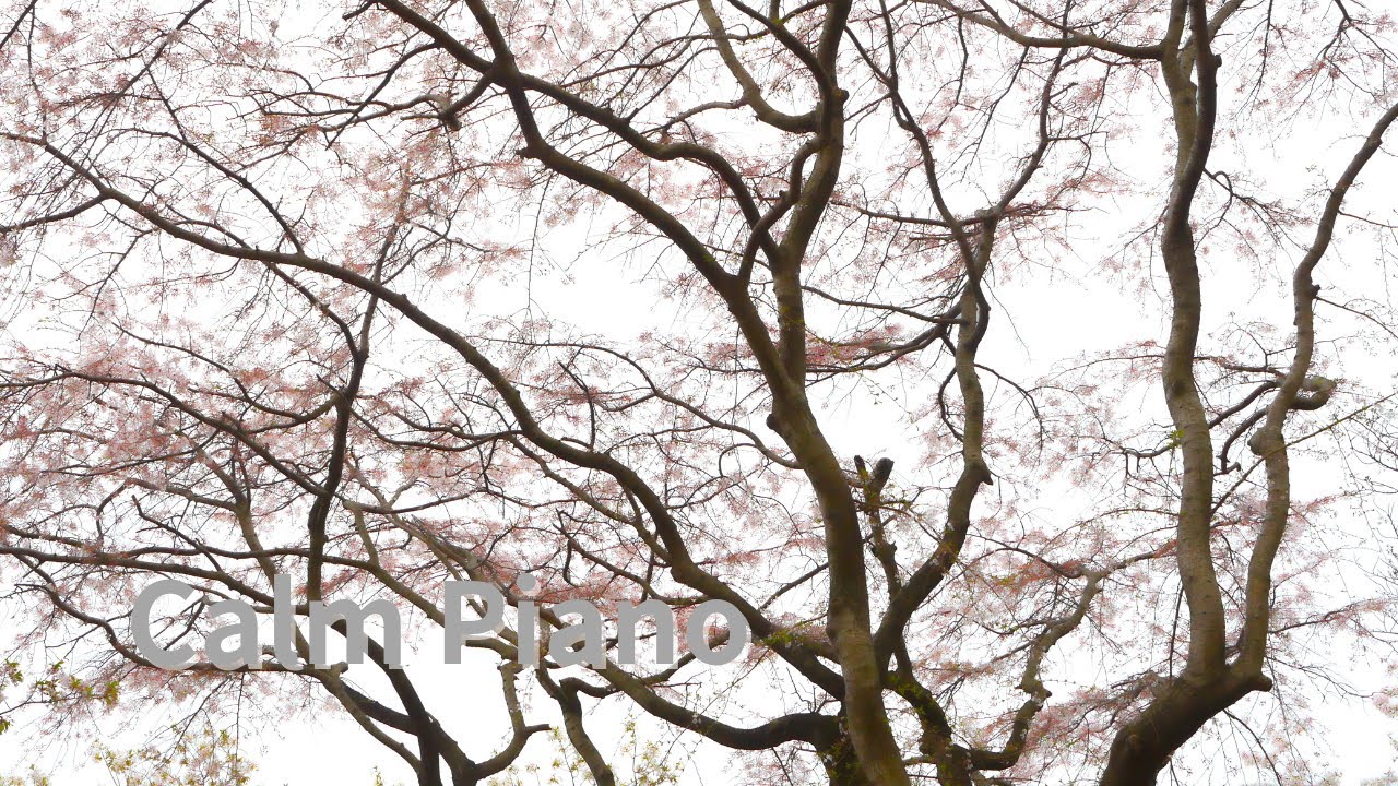 Time of Quiet Budding│Calm Piano Music for Sleep & Relaxation│60min｜TORA Photo & BGMsound