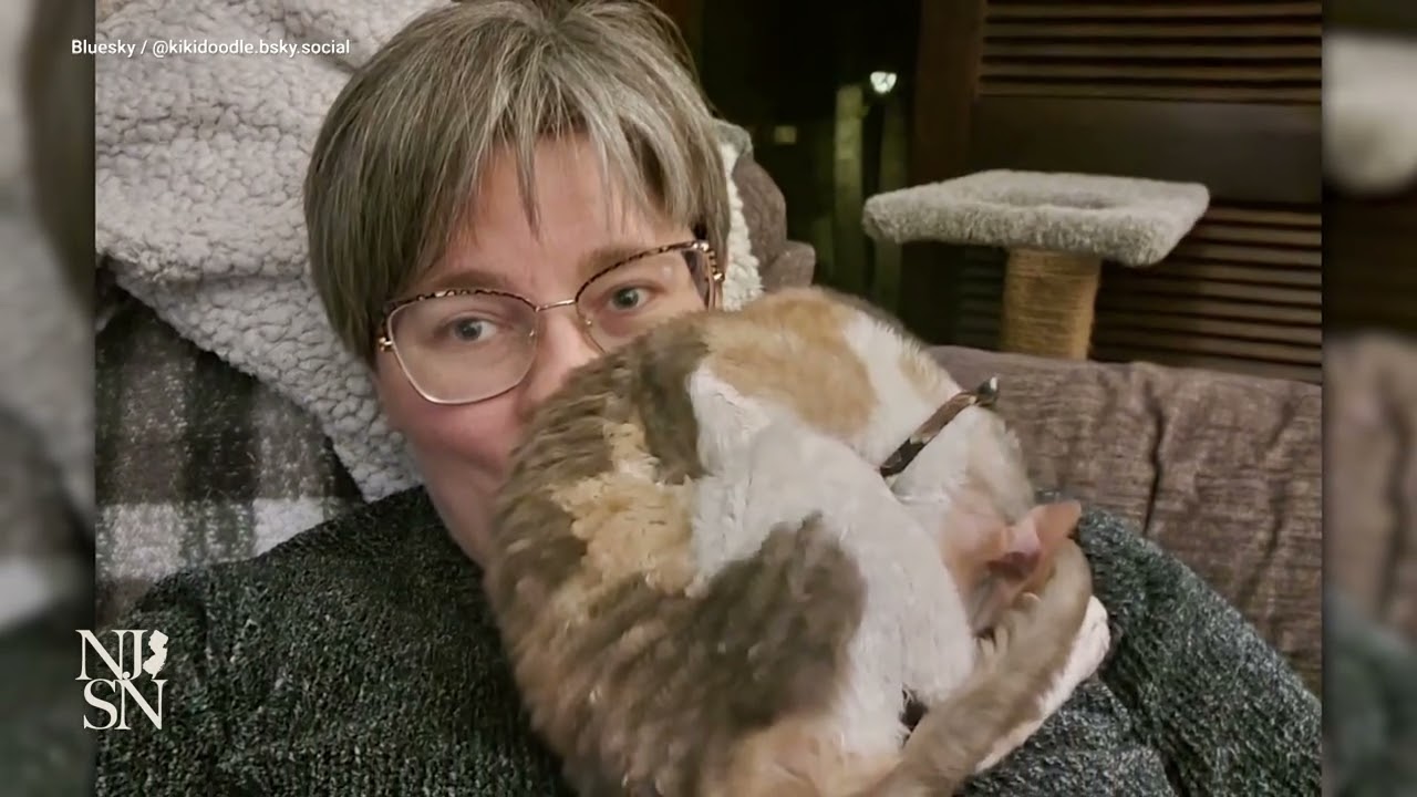 Cats at high risk as bird flu cases rise