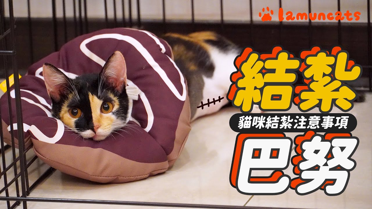 帶屁孩結紮去！貓咪早期結紮的優點┃拉姆有幾噗 ♤