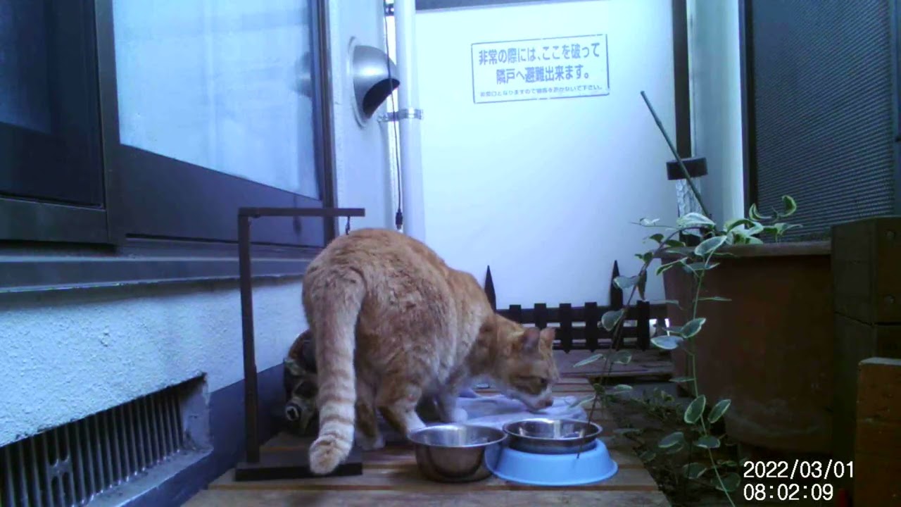 20220301 猫、フガフガする