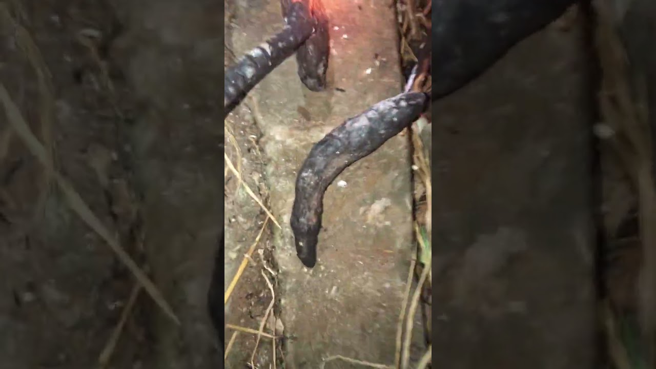 1 buổi ăn bình dân của 4 anh em tôi😎😎