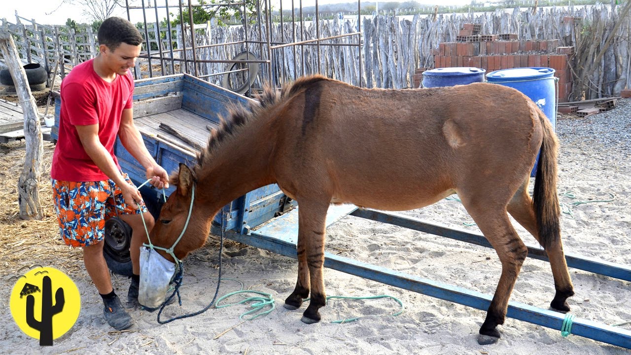 [VIDA NA ROÇA] Os Filhos de Hugo, Alimentam os Cavalos e Tiram Leite das Vacas - Última Parte 🌵