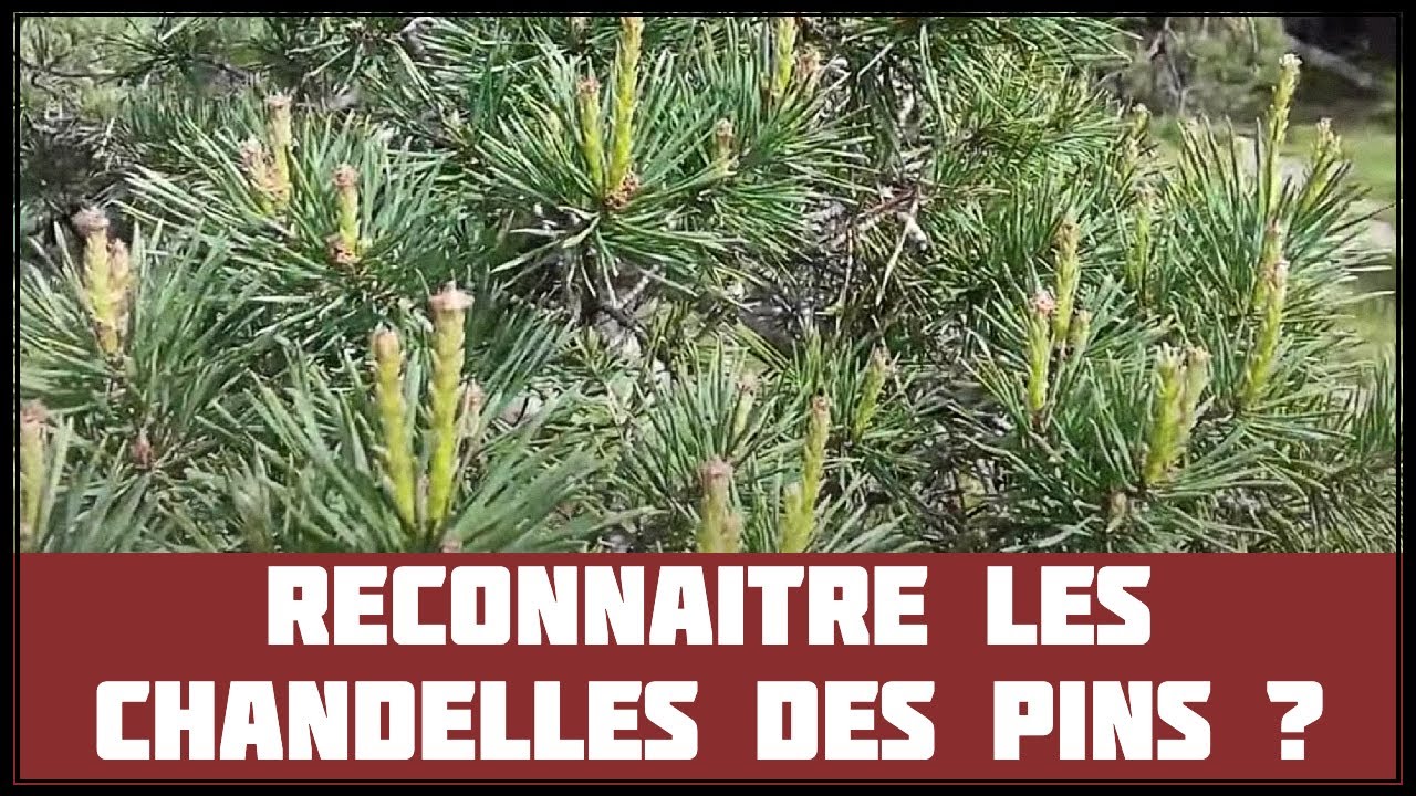 Comment Reconnaître les Chandelles du Pin Sylvestre ? 🌱 NEJIKAN BONSAI 🌱