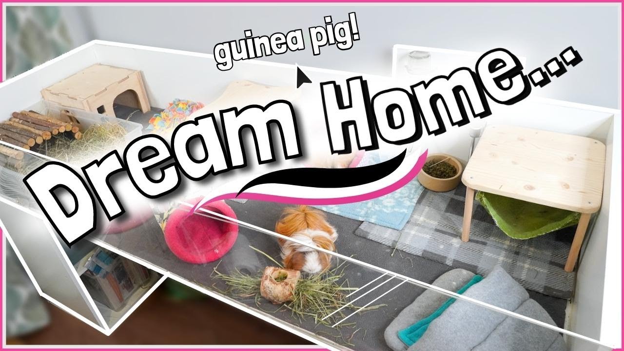 This Dream Guinea Pig Home is more than just a “Cage”