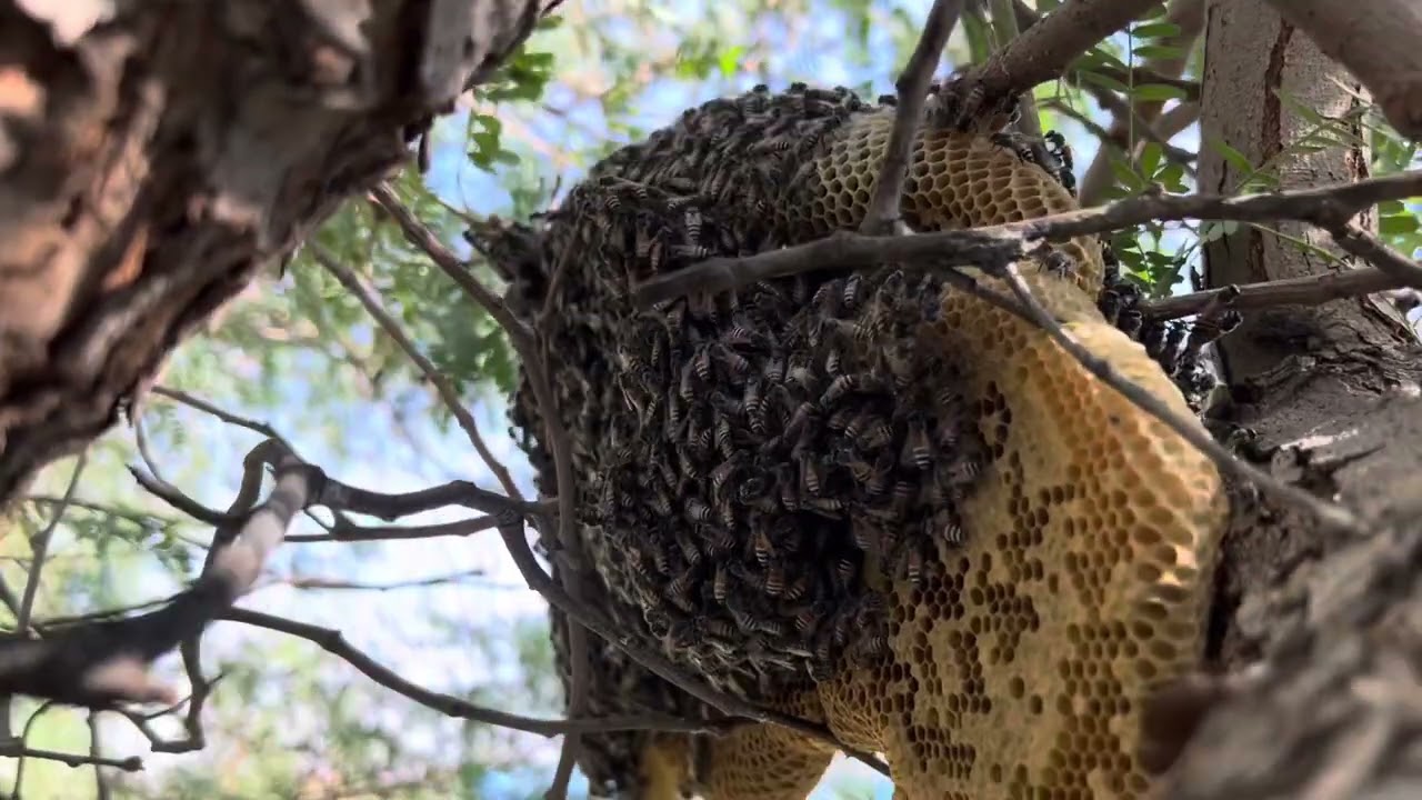 Wild Honey Harvesting | Easy & Safe Techniques for Beginners