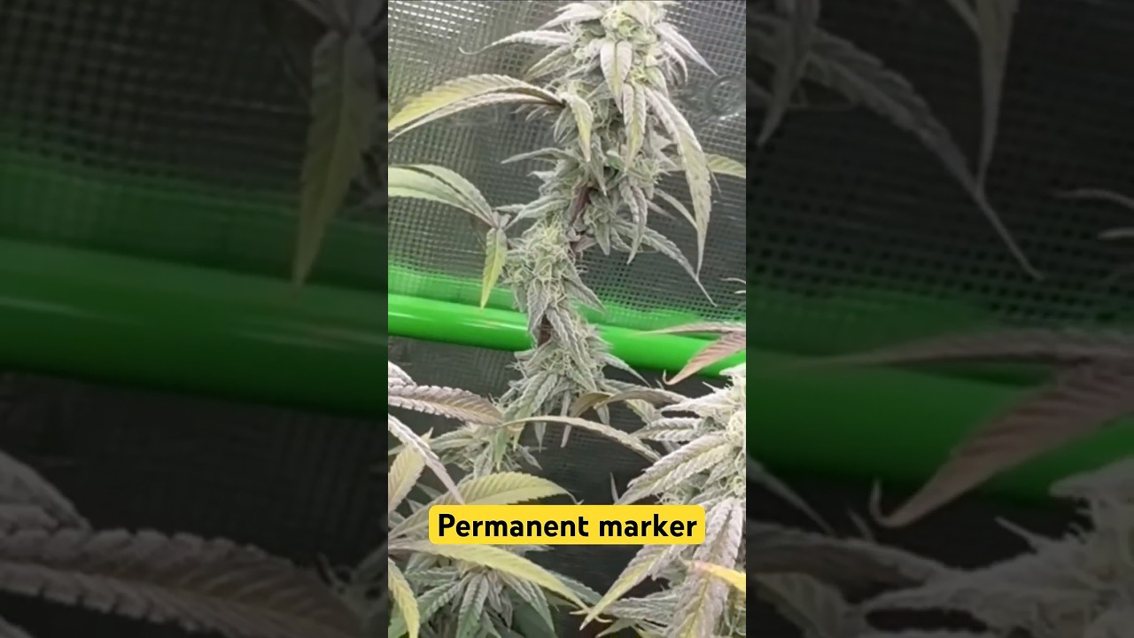 Permanent marker #7 (weedseedsexpress)